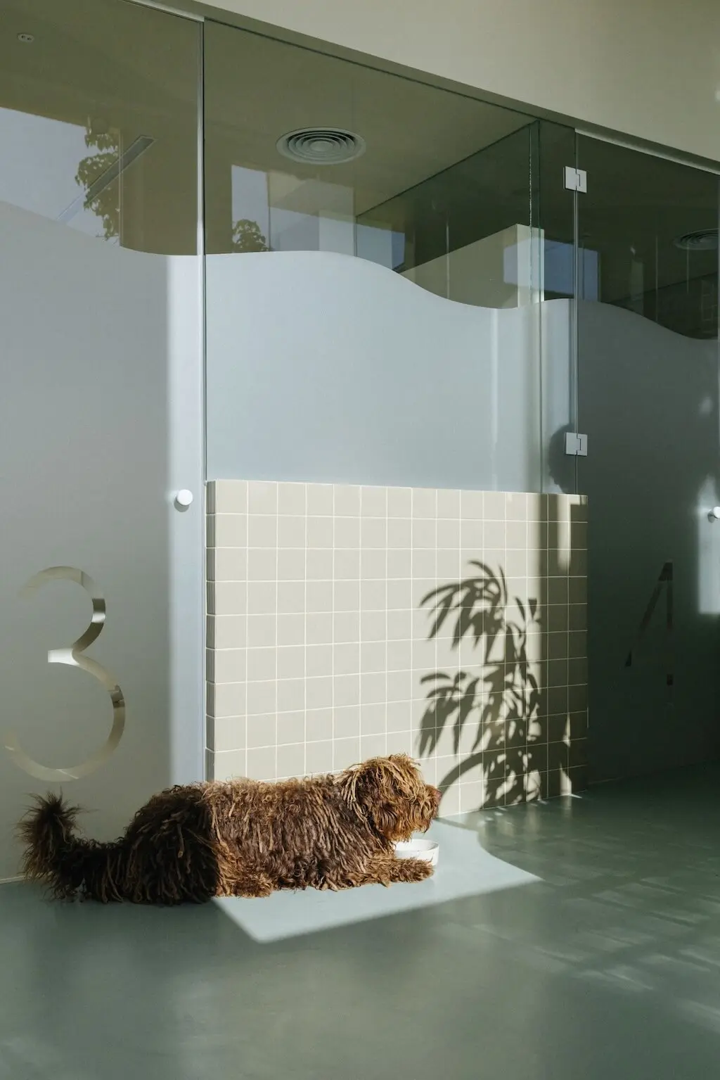 Clinique vétérinaire "Ecovet", Santa Cruz de Tenerife, par FIVE OH FIVE Design