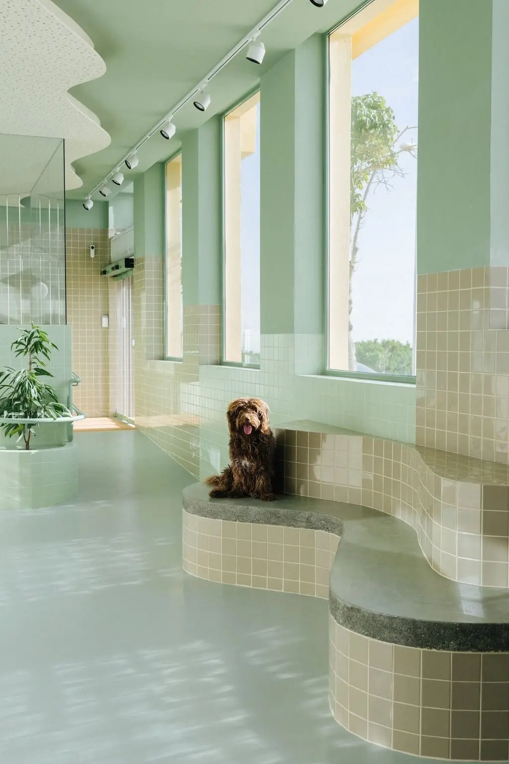Clinique vétérinaire "Ecovet", Santa Cruz de Tenerife, par FIVE OH FIVE Design